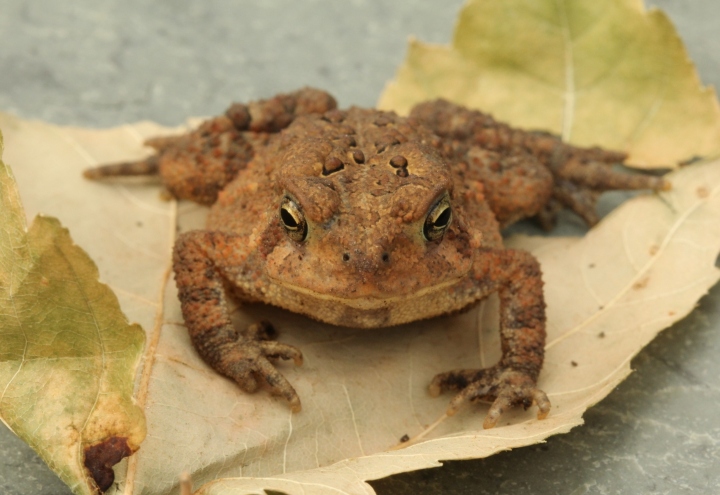 American Toad